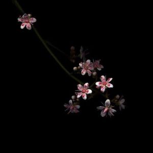 欧美做受❌❌❌高潮
